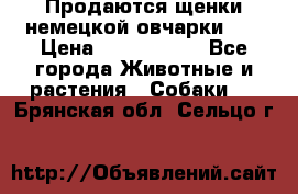 Продаются щенки немецкой овчарки!!! › Цена ­ 6000-8000 - Все города Животные и растения » Собаки   . Брянская обл.,Сельцо г.